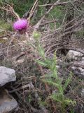 Carduus подвид micropterus