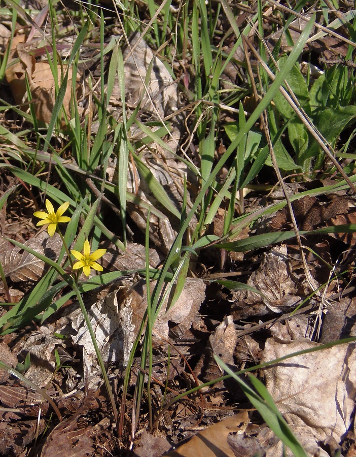 Изображение особи Gagea erubescens.