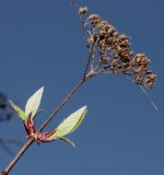 Hydrangea heteromalla