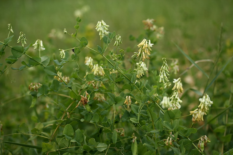 Изображение особи Vicia pisiformis.