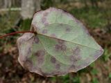 Epimedium colchicum. Лист с поражениями (вероятно, Phyllosticta epimedii; вид снизу). Краснодарский край, Сочи, окр. Адлера, лес. 25.02.2015.