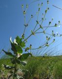 Euphorbia blepharophylla