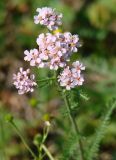 Achillea asiatica