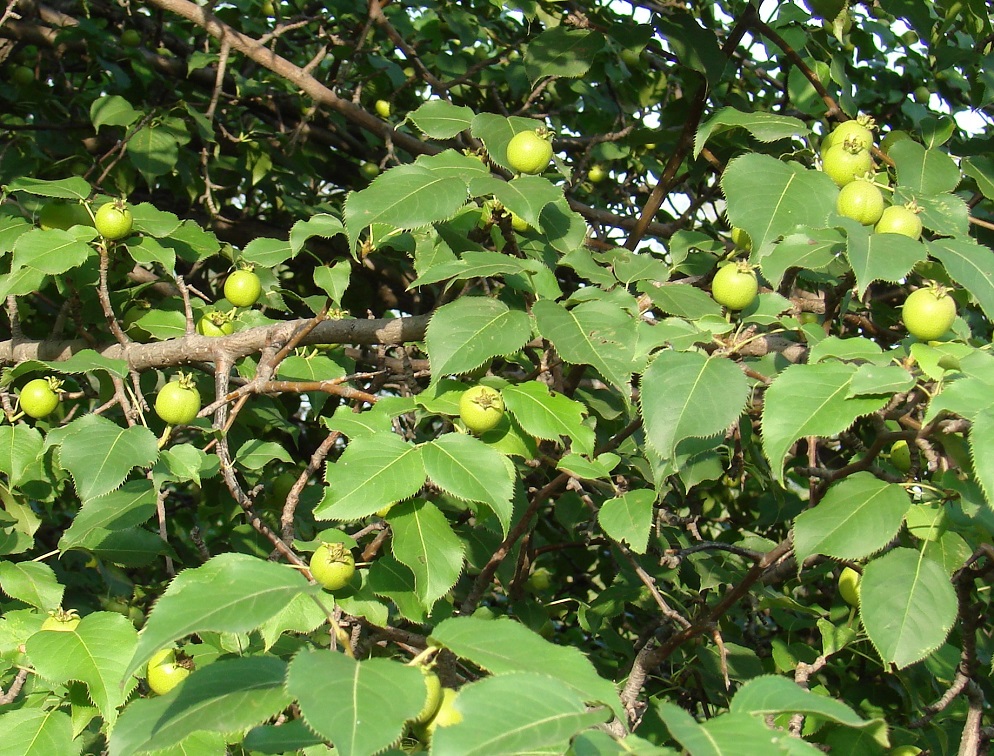 Изображение особи Pyrus ussuriensis.