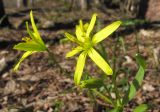 Gagea lutea