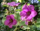 Rubus odoratus