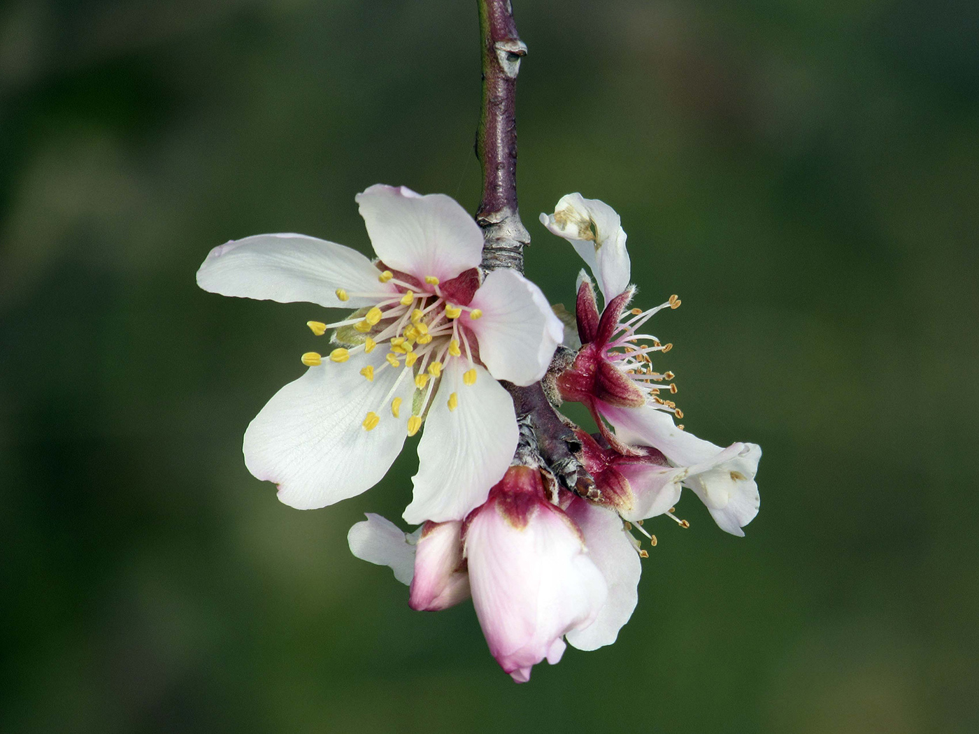 Изображение особи Amygdalus communis.