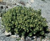 Onosma montana