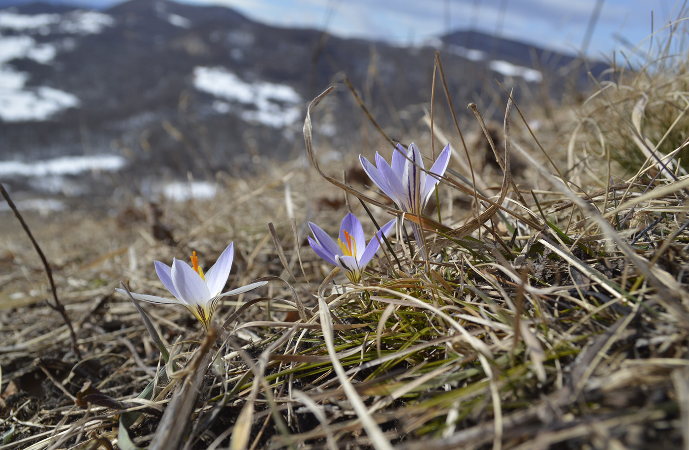 Изображение особи Crocus reticulatus.