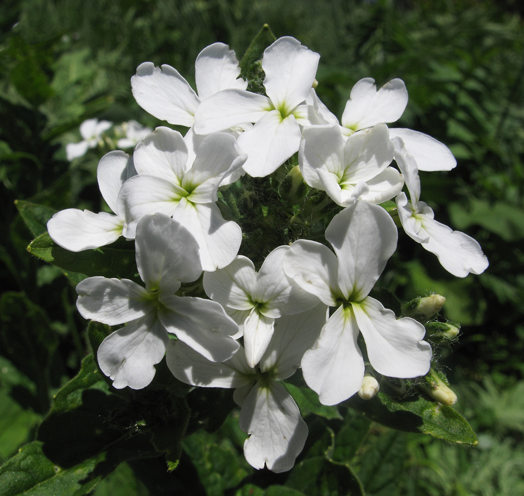 Изображение особи Hesperis voronovii.