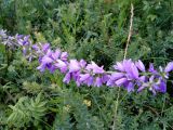 Campanula bononiensis