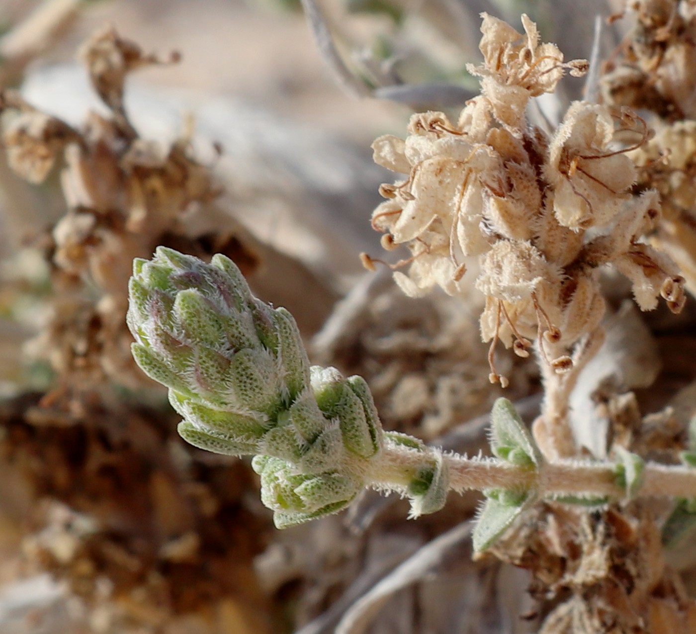 Image of Thymbra capitata specimen.