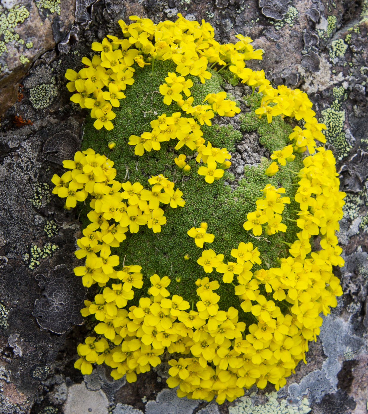 Изображение особи Draba bryoides.