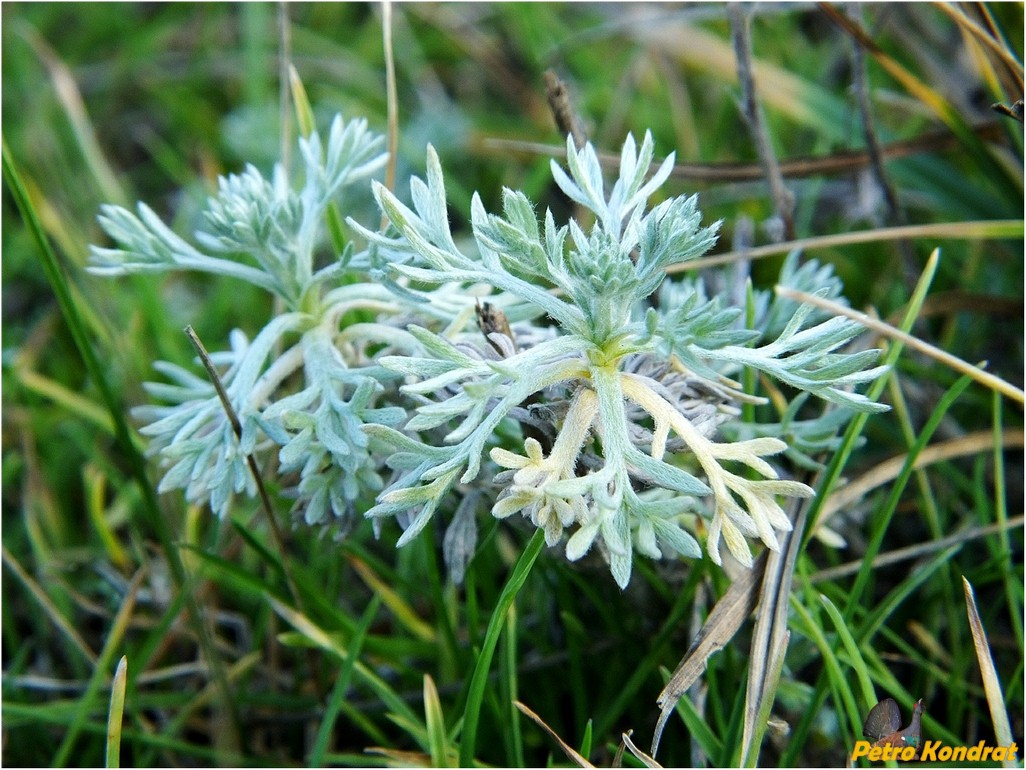 Image of Artemisia austriaca specimen.