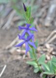 Vinca herbacea