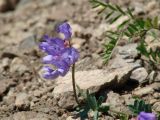 Vicia olchonensis