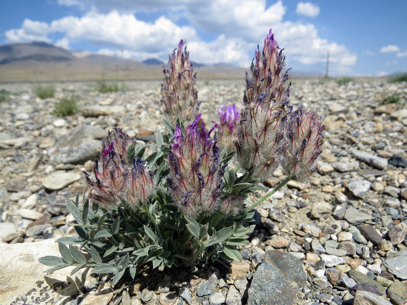 Изображение особи Astragalus laguroides.