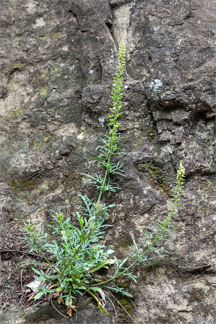 Изображение особи Reseda lutea.