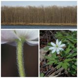 Anemone subspecies kamtschatica