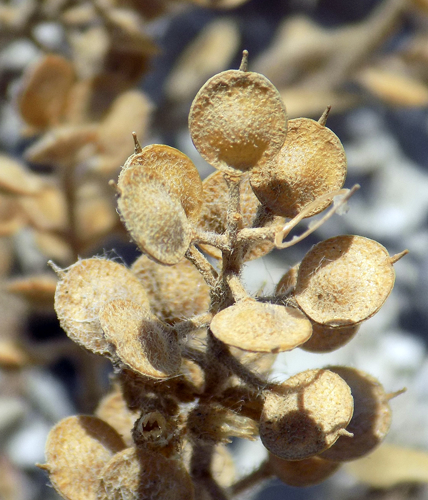 Изображение особи Alyssum hirsutum.