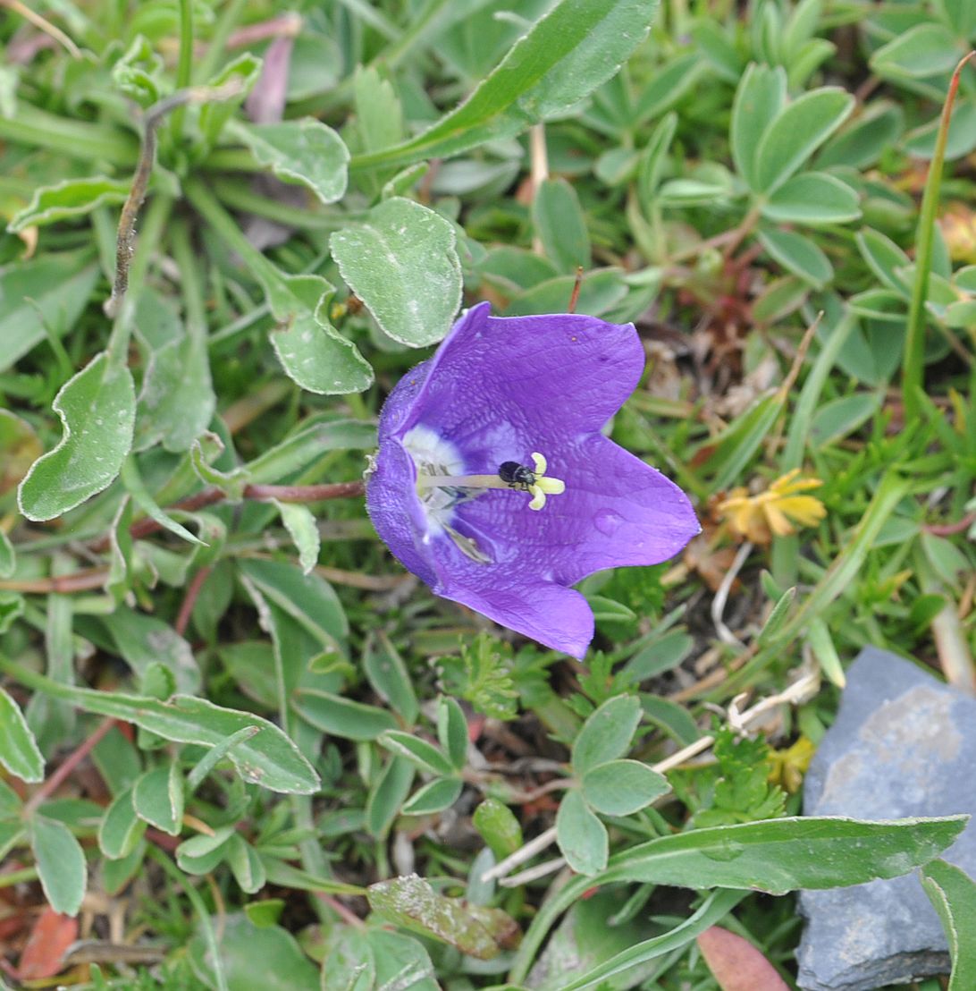 Изображение особи род Campanula.