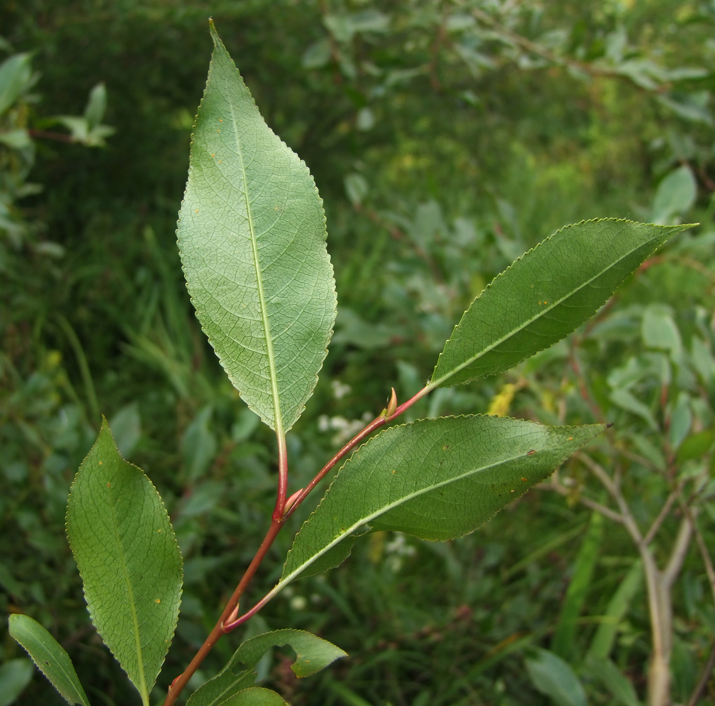 Image of Salix pseudopentandra specimen.