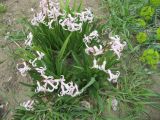 Hyacinthus orientalis. Цветущее растение. Волгоград, Ботсад ВГСПУ, в культуре. 23.04.2019.