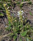 Pedicularis achilleifolia. Цветущее растение. Алтай, Кош-Агачский р-н, долина р. Аккаллу-Озек, ≈ 2300 м н.у.м., горная тундра. 17.06.2019.