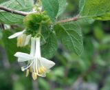 Lonicera altmannii. Веточка с цветками. Кыргызстан, Чуйская обл., Аламединское ущелье, окр. сан. Теплый Ключ, правобережный склон. 22.05.2019.