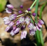 Allium rotundum