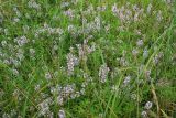 Thymus marschallianus