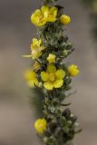 Verbascum gnaphalodes