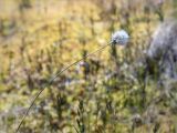 Eriophorum vaginatum. Верхушка побега с соплодием. Ленинградская обл., Лужский р-н, окр. оз. Бахманское, окраина болота Машутинский Мох на границе с сосновым бором. 02.06.2020.