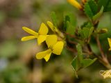 Trigonella grandiflora