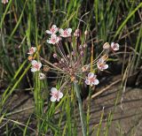 Butomus umbellatus