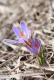 Crocus reticulatus