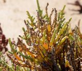 Sarcocornia fruticosa. Ветвь кустарничка. Египет, окр. г. Эль-Дабаа, сепха (приморская солончаковая терраса), саркокорниевый солончак. 29.11.2021.