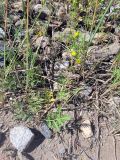 Potentilla tergemina