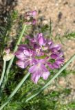 Allium mongolicum