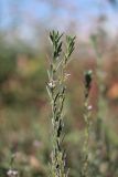 Lythrum melanospermum