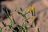 Launaea arborescens. Верхушки веточек с распускающимся и нераспустившимися соцветиями. Марокко, обл. Драа - Тафилалет, г. Тингир, каменистый сухой склон. 02.01.2023.