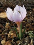 Colchicum triphyllum. Цветущее растение. Крым, Севастополь, мыс Кая-Баш. 21 января 2011 г.