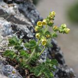 Potentilla geoides