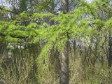 Larix gmelinii