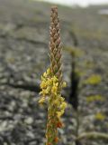 Plantago maritima. Соцветие. Нидерланды, провинция Groningen, Lauwersoog, побережье Северного моря, приморская дамба. 28 июня 2008 г.