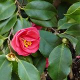 Camellia japonica