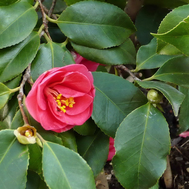 Изображение особи Camellia japonica.