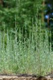 Artemisia marschalliana. Цветущие растения. Республика Татарстан, Волжско-Камский заповедник. 19.06.2011.