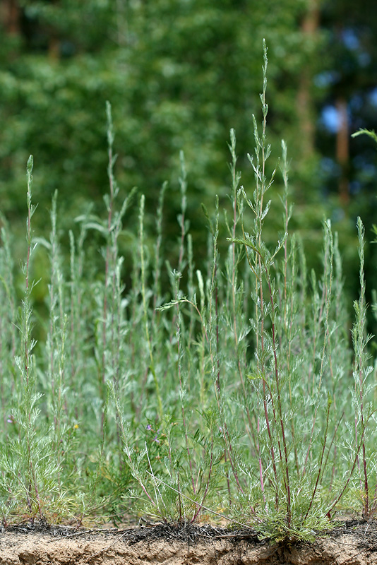Изображение особи Artemisia marschalliana.