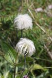 Clematis integrifolia